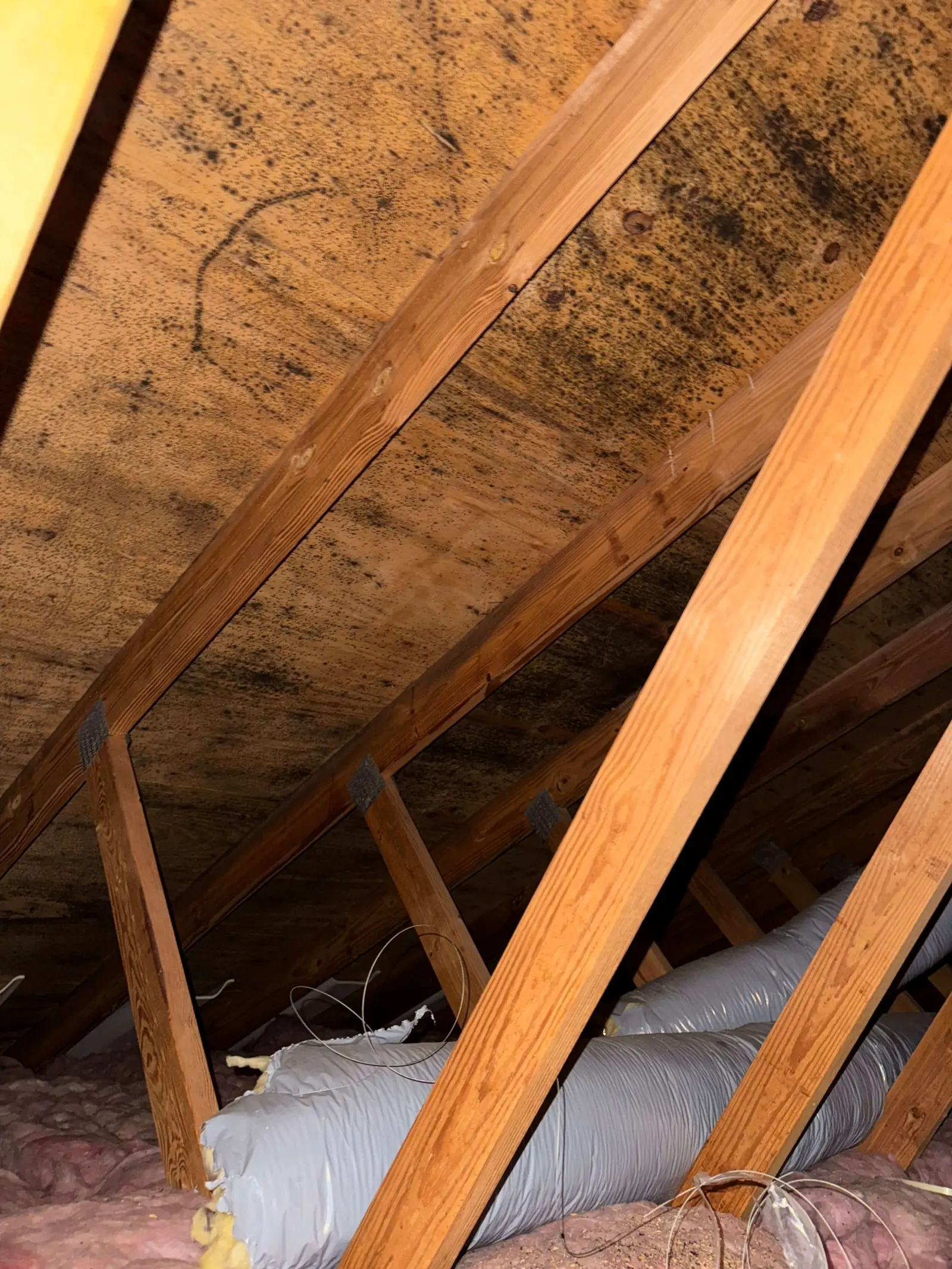 Asbestos Testing service in the Capital Region