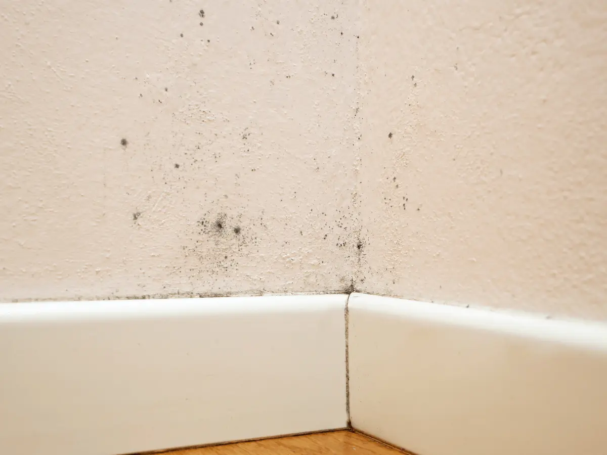 Mold Testing service in the Capital Region